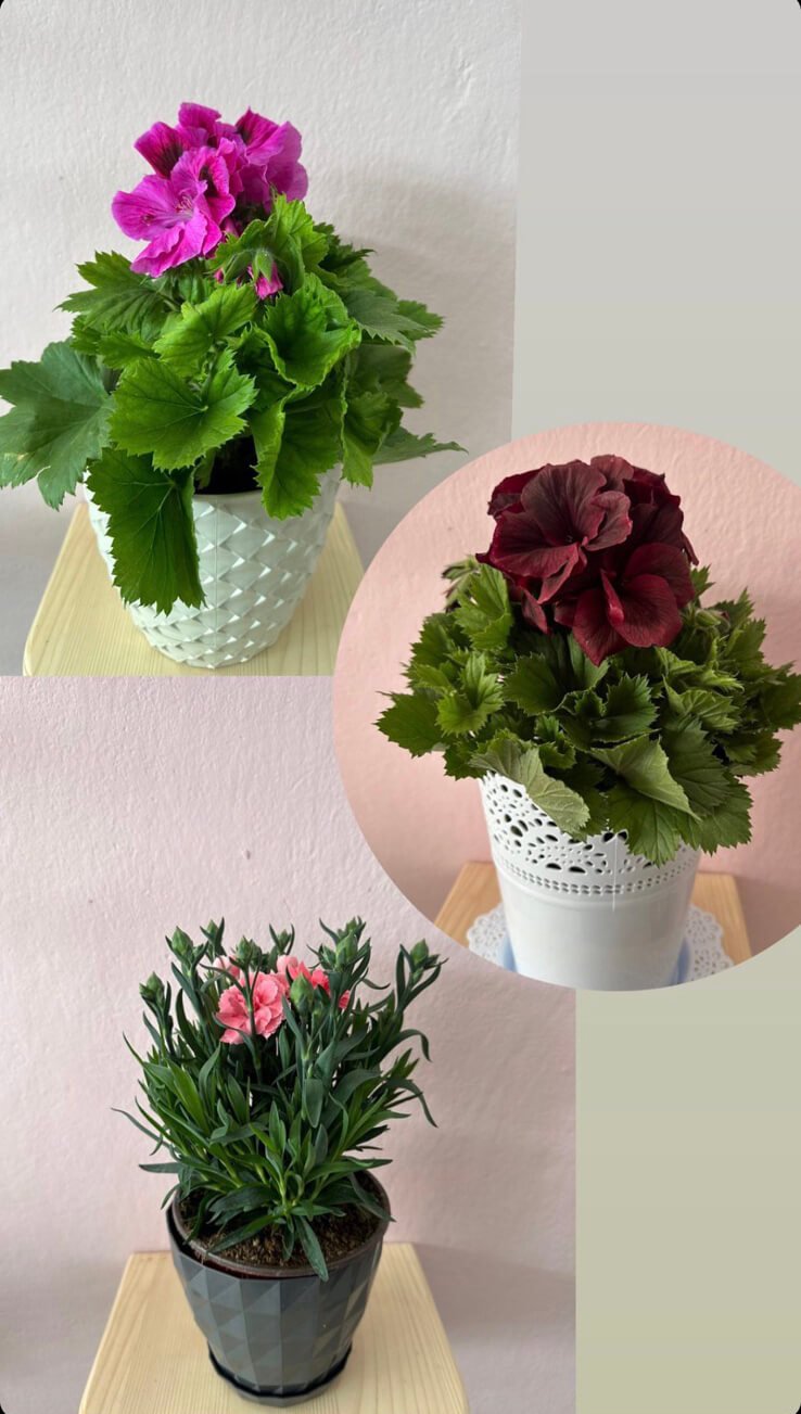 Cvjećara Ulcinj Galerija 14