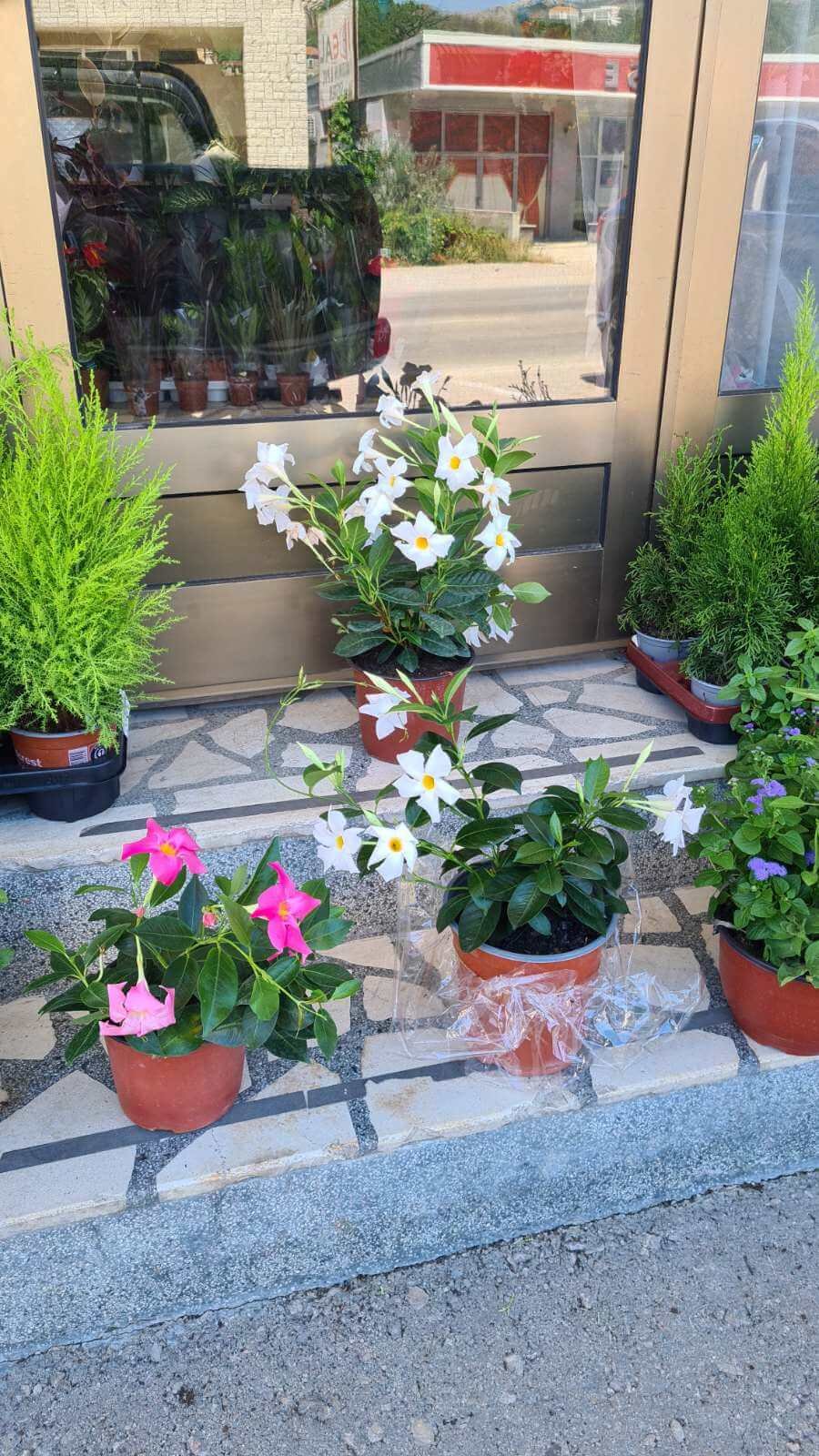 Cvjećara Ulcinj Galerija 8